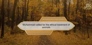 Muhammad called for the ethical treatment of animals